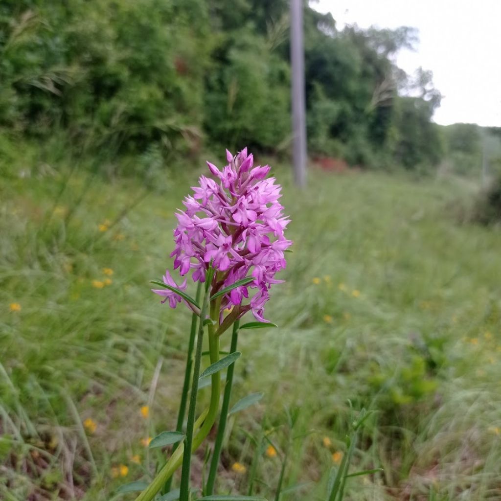 Anacamptis berica?